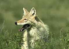 kojot - coyote - canis latrans