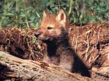 Szczeniak wilka - wolf cub