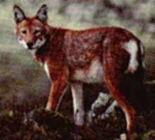 Abisynian wolf