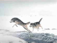 Skaczący wilk - Jumping wolf