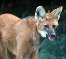Maned wolf - by Steve Young 1995