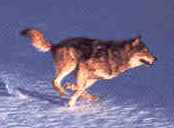 Running wolf - Biegnacy wilk