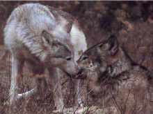 Roczniak i starszy wilk - yearling and an older wolf