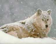 Wilk arktyczny